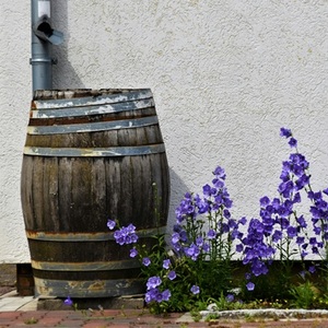 rain barrel flowers